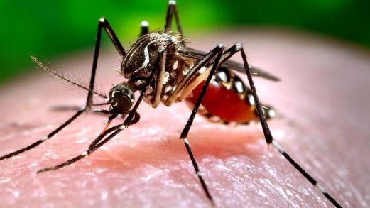 The fresh dengue cases in Uttar Pradesh have crossed the 1,700 mark.