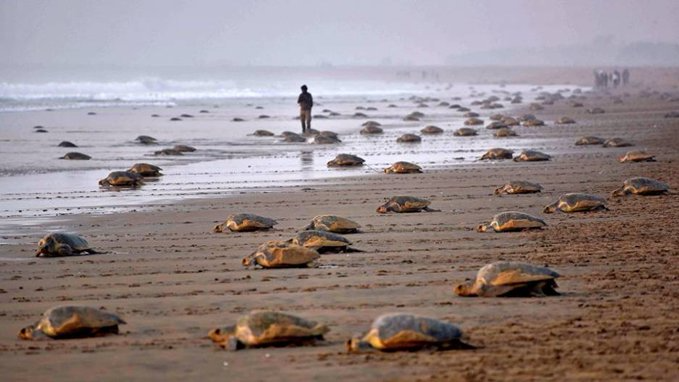 The Odisha government has prohibited fishing for seven months from today around the sites where the endangered olive ridley turtles congregate for mass nesting