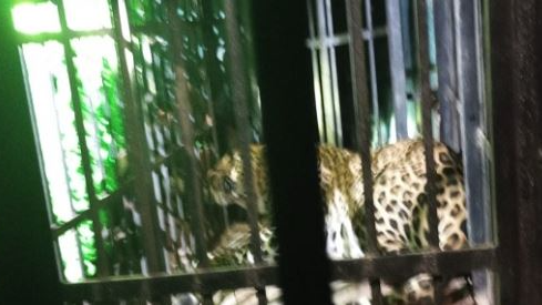 A leopard that killed a woman and a minor boy in Odisha’s Nuapada district recently was captured by Forest Department personnel.