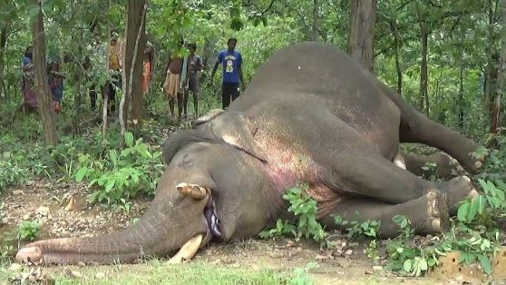 An elephant died of electrocution in a forest in Odisha's Keonjhar district on Sunday. 