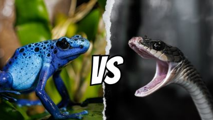 Poisonous Vs Venomous: What's The Difference?