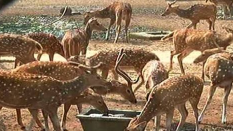 The famous deer park in Tulasipur in Cuttack is slated for closure as the Forest Department undertakes the relocation of deer to a temporary rescue center at Chandaka Wildlife Sanctuary. 