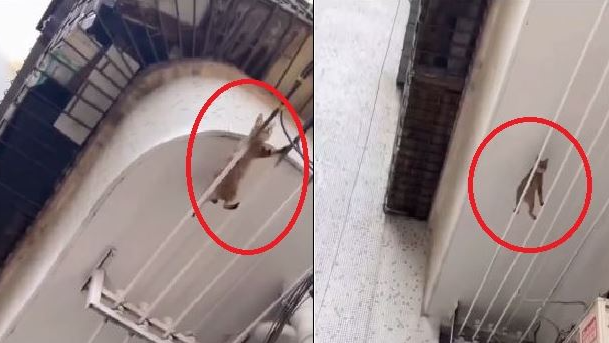 In a stunning demonstration of feline agility that could rival any covert operative, a cat's walking on high-wire escapade has gone viral in internet. 