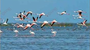 The annual migratory bird census is underway in over 500 sq km ranging from Hirakud Dam in Odisha’s Sambalpur district to Chhattisgarh border since 6am on Monday. 