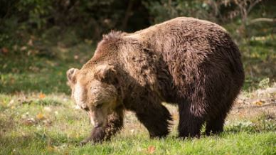 World's largest sloth bear centre at Soor Sarovar bird sanctuary in Agra has done pioneering work in the rescue and rehabilitation of this wildlife species.