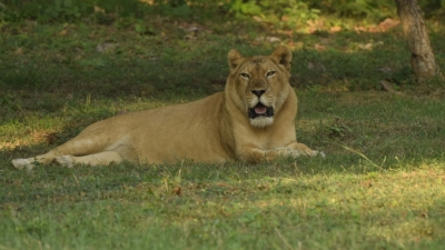 Ashfaq Ullah Khan Zoological Park oldest lioness Maryam passes away
