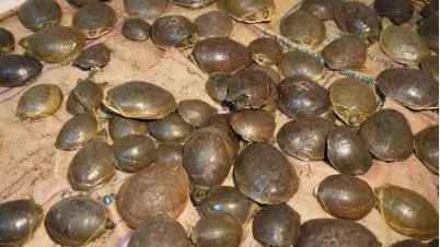 The Railway Protection Force (RPF) personnel conducted a raid on Tuesday, and rescued 117 live turtles from the Bhubaneswar Railway station. 