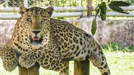  After causing alarm in Baripada town in Mayurbhanj district, the forest department has successfully caught the leopard spotted roaming on Friday morning.
