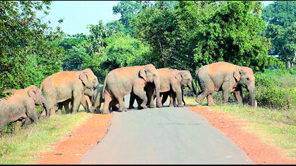  A herd of elephants has been causing chaos in numerous villages across the Karanjia wildlife division for the past two days.