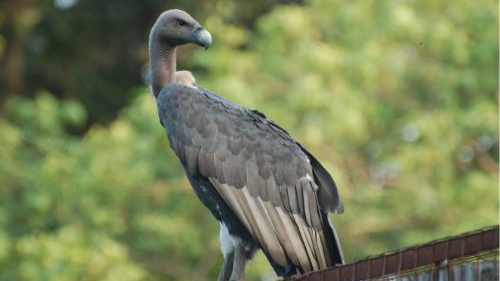Uttar Pradesh is set to establish the world’s first conservation and breeding centre for Asian king vultures in Maharajganj, according to a senior forest official.