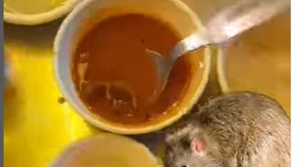 A restaurant in Ahmedabad, Gujarat, was sealed after a diner discovered a dead rat in a bowl of sambar. 