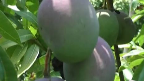 A young farmer in Odisha's Bhadrak district has successfully cultivated the world's most expensive mango variety, 'Miyazaki,' known for its premium quality and high market value. 