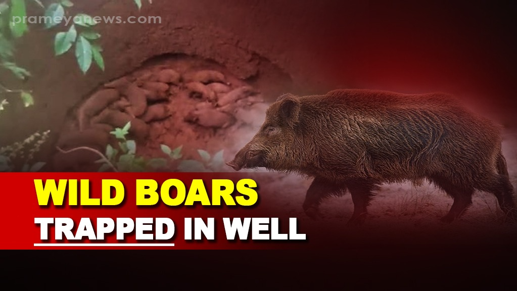 In a tragic incident, 28 wild boars fell into an abandoned well near Bhagamunda village under Sadar forest range in Keonjhar district. 