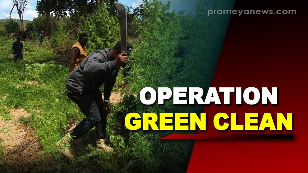 In a bid to curb ganja cultivation and trafficking in Boudh, the district administration has launched operation “Green clean” and destroyed illegal ganja plant.   