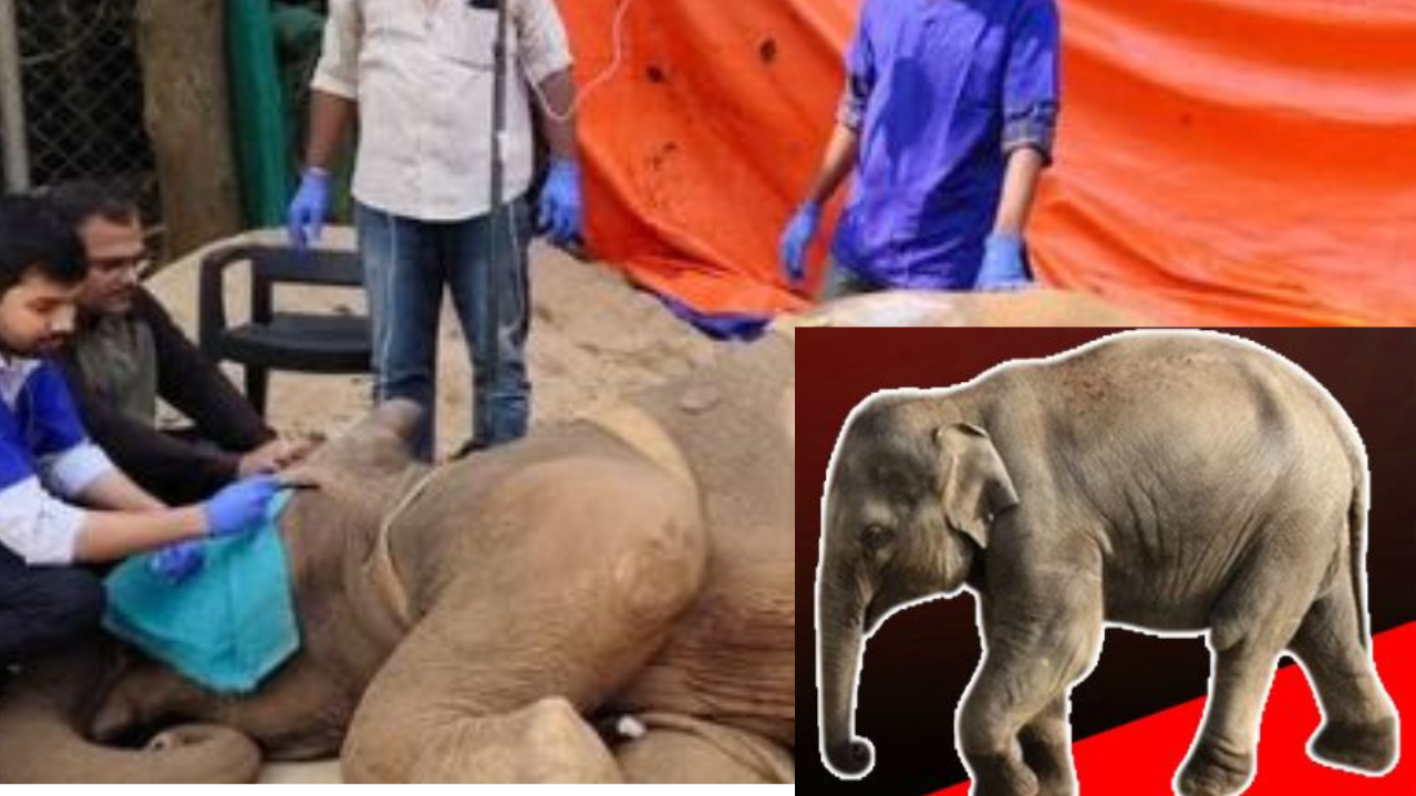 A rescued elephant calf, brought to Nandankanan Zoological Park for treatment, has tragically passed away.