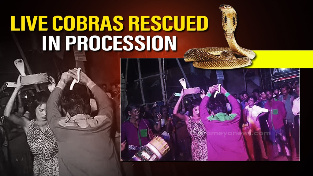 In a disturbing incident in Odisha’s Bhadrak, wildlife activists have raised alarms after three live cobras were showcased during a wedding procession.