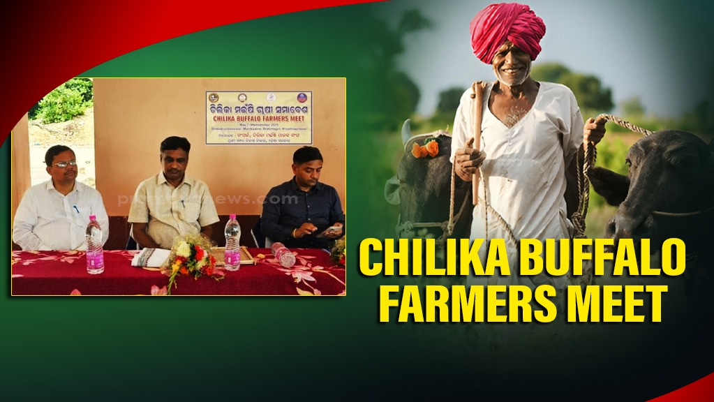  A Chilika farmers’ meeting was organized by the Sampark organisation in Brahmagiri, Puri, focused on the conservation and promotion of the Chilika buffalo, an indigenous breed thriving in both salty and fresh waters of Chilika Lake.  