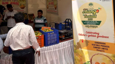 Organic mangoes appeared as the highlight of the three-day mango festival organised by NABARD, which concluded on Thursday at Nayapalli, Bhubaneswar
