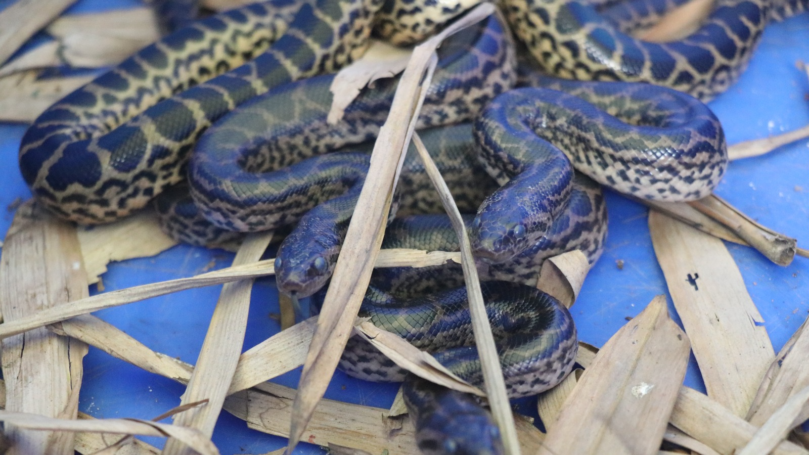  Nandankanan Zoological Park has proudly announced the arrival of 11 new yellow anaconda hatchlings, further enriching the park's diverse reptile collection.
