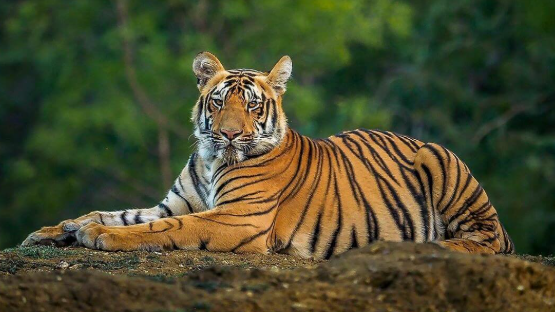 Today marks World Tiger Day, a global observance dedicated in raising awareness about tiger conservation and the protection of their habitats. 