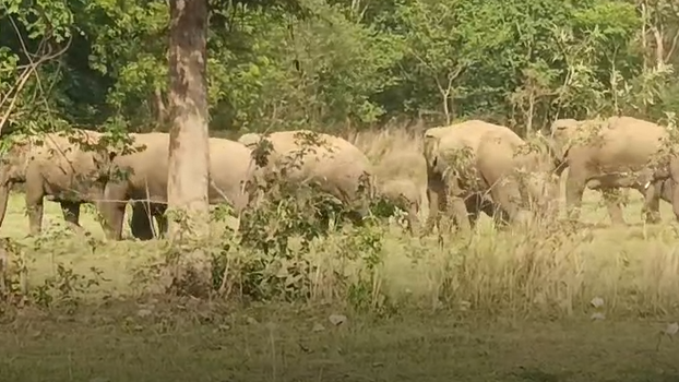  In a tragic incident in the Champua Range of Keonjhar district, an elderly woman was trampled to death by an elephant late Wednesday night. 