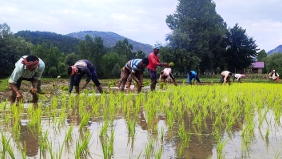 farmers