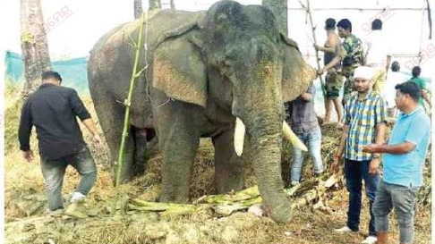 Forest Ranger, Odisha, Kakalhandi, elephant attack 