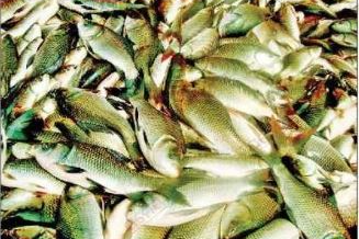 Fish farming in Odisha