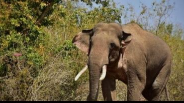 elephant census in Odisha