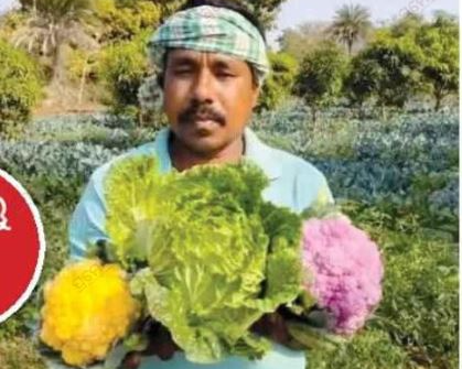 coloured cauliflower farmer