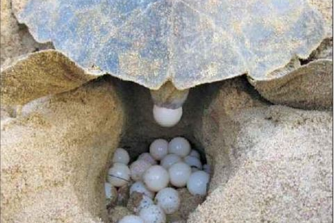 Olive Ridlays lay egg