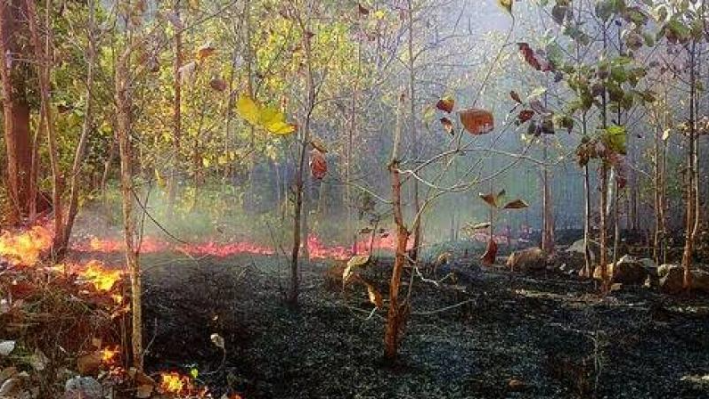 forest fire in Odisha