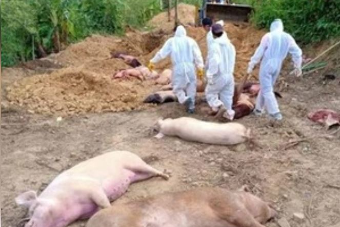 African Swine Fever kills hundreds of pigs in Mizoram 