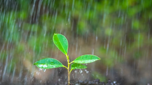 rain in Odisha