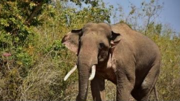 Elephant census in Odisha