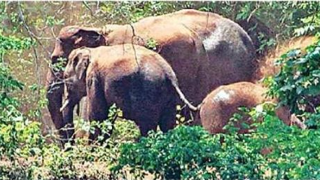elephants in Chandaka