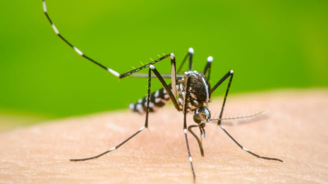 dengue in Odisha