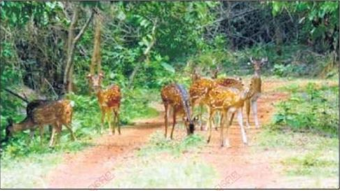 Chandaka forest