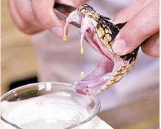 snakebite deaths 