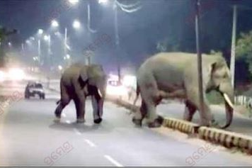 elephants stray into Bhubaneswar