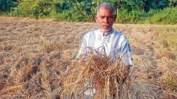 Kharif paddy procurement 