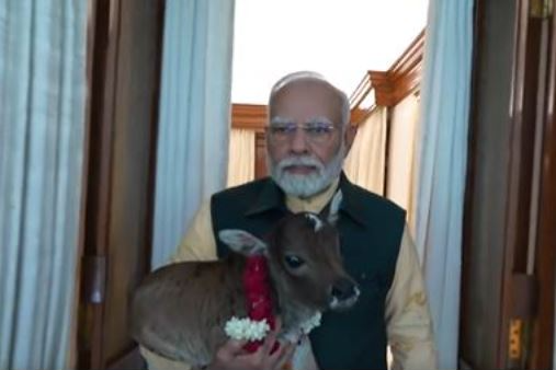 PM Modi welcomes 'Deepjyoti', calf born at his residence