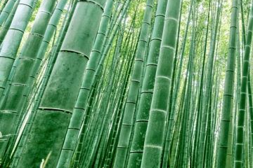 bamboo bearing area in Odisha