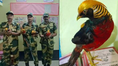 BSF rescues four golden pheasants 