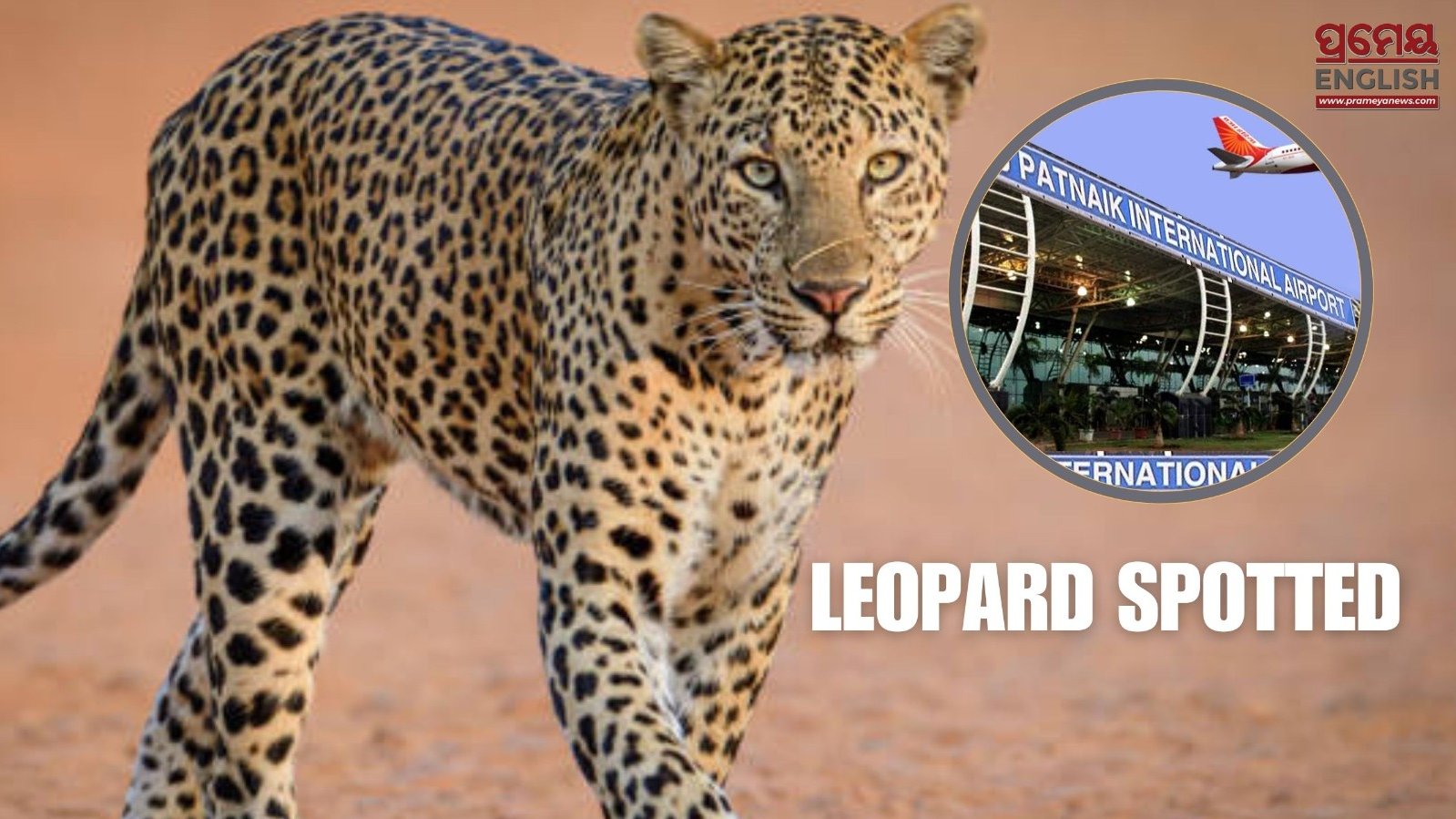 Leopard Scare Grips Bhubaneswar Airport Again