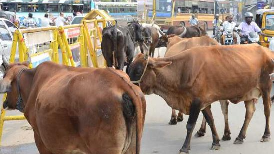 stray cattle 