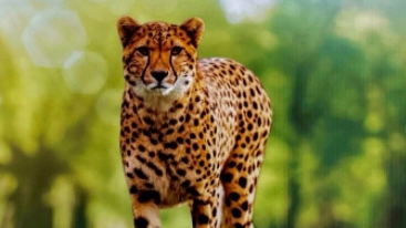 African cheetah 