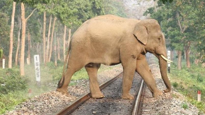 elephant on railway track 