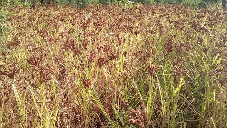 dietary importance of millet
