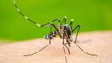 BMC Commissioner reviews dengue 